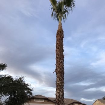 Aachen Tree Service - Tree Services Near Me - Chandler, Arizona Aachen Tree Service - Tree Services Near Me - Chandler, Arizona