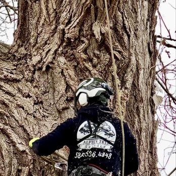 Alptex Tree Service - Tree Services Near Me Alptex Tree Service - Tree Services Near Me