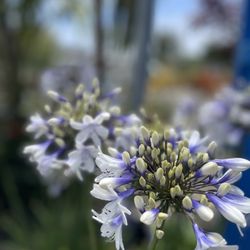 Seaside Growers Nursery - Agapanthus