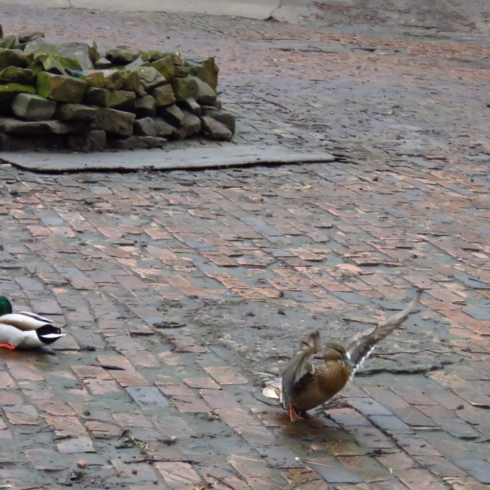Arboretum Park - Kung Fu Duck spotted - Parks Near Me - Nottingham, NTT
