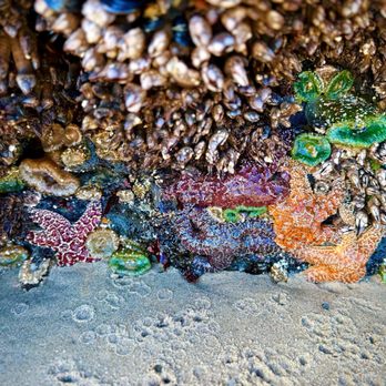804 Trail - So many starfish!! The tide pools along the trail are incredible to say the least! - Hiking Near Me 804 Trail - So many starfish!! The tide pools along the trail are incredible to say the least! - Hiking Near Me
