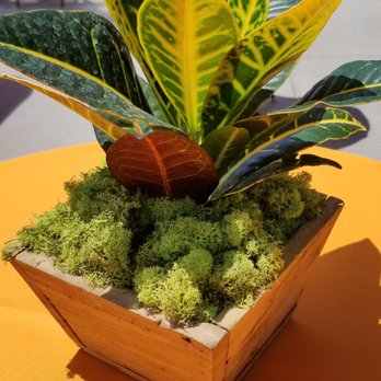 Instant Jungle - Amazing selection. I don't know all the names, but so beautiful, cute, charming. - Nurseries & Gardening Near Me - Orange, California