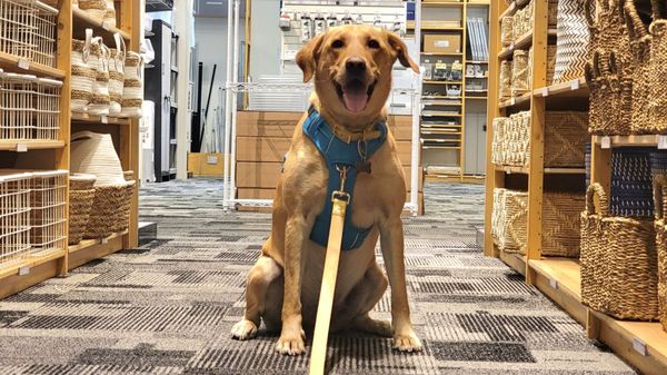 The Container Store by null