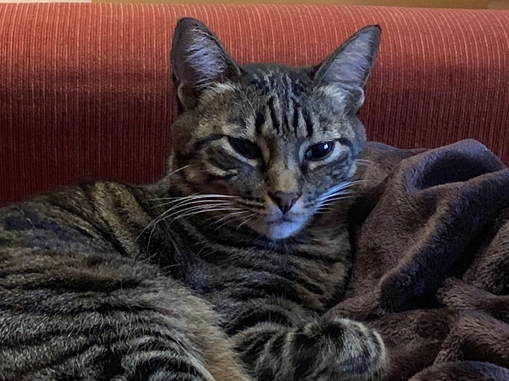 CRESCENTA VALLEY VETERINARY HOSPITAL 34 Photos & 96 Reviews