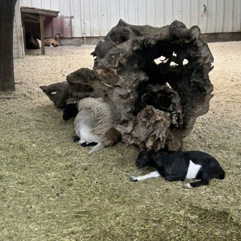 Coyote Ranch - Petting Zoo - Venues & Event Spaces Near Me - San Jose, California