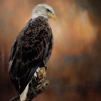 Conowingo Dam Visitor's Center - Eagle resting after a meal - Visitor Centers Near Me - Darlington, Maryland Conowingo Dam Visitor's Center - Eagle resting after a meal - Visitor Centers Near Me - Darlington, Maryland