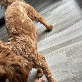 Kool & Kute - My dog had perfect fluffy hair before I took him to this place. He's supposed to get medium hair cut and when I was picking him up and - Pet Groomers Near Me - Miami, Florida