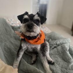 Magic Grooming Styles