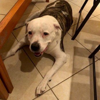 Seasons 52 - Even our dog enjoyed it! - New American Near Me - Coral Gables, Florida Seasons 52 - Even our dog enjoyed it! - New American Near Me - Coral Gables, Florida