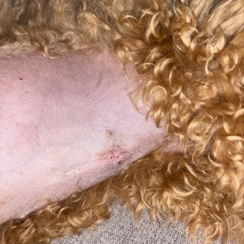 Lee Animal Hospital - Near the end of 2 weeks, stitches are dissolved, and the incision is barely even visible! - Veterinarians Near Me - Orange, California Lee Animal Hospital - Near the end of 2 weeks, stitches are dissolved, and the incision is barely even visible! - Veterinarians Near Me - Orange, California