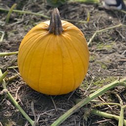 Yellow pumpkin