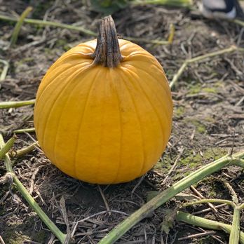 Kregel's Pumpkin Patch - Yellow pumpkin - Farmers Market Near Me - Lowell, Indiana