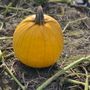 Photo of Kregel's Pumpkin Patch