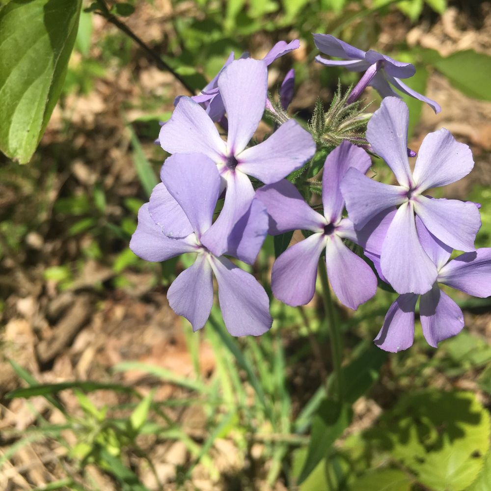 LAKE MACBRIDE BOAT RENTALS 13 Photos & 13 Reviews Boating Big