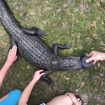 Kliebert & Son's Gator Tours - Tours Near Me - Ponchatoula, Louisiana Kliebert & Son's Gator Tours - Tours Near Me - Ponchatoula, Louisiana