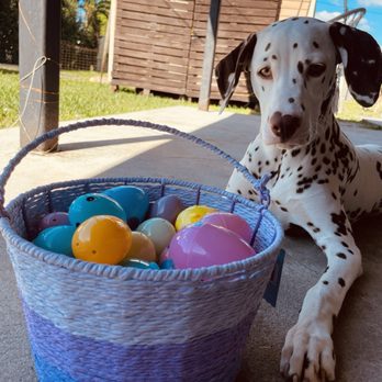 Soflo Dalmatians - Easter 2024 - Pet Breeders Near Me Soflo Dalmatians - Easter 2024 - Pet Breeders Near Me