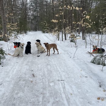 Ultimate Canine Adventures - Dog Walkers Near Me Ultimate Canine Adventures - Dog Walkers Near Me