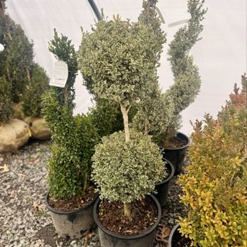 Potomac Garden Center - Very fun boxwood topiaries! - Nurseries & Gardening Near Me - North Potomac, Maryland