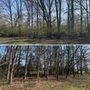 JAMN Tree & Honeysuckle Removal
