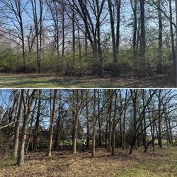 JAMN Tree & Honeysuckle Removal - Before + After of Honeysuckle removal