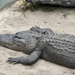 Bass Pro Shop - Cool place - even has gators out front