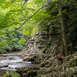 Laurel Fork Falls