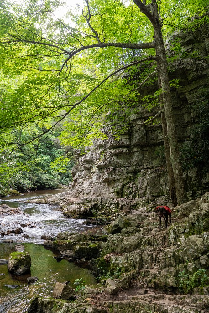 Laurel Fork Falls Logo