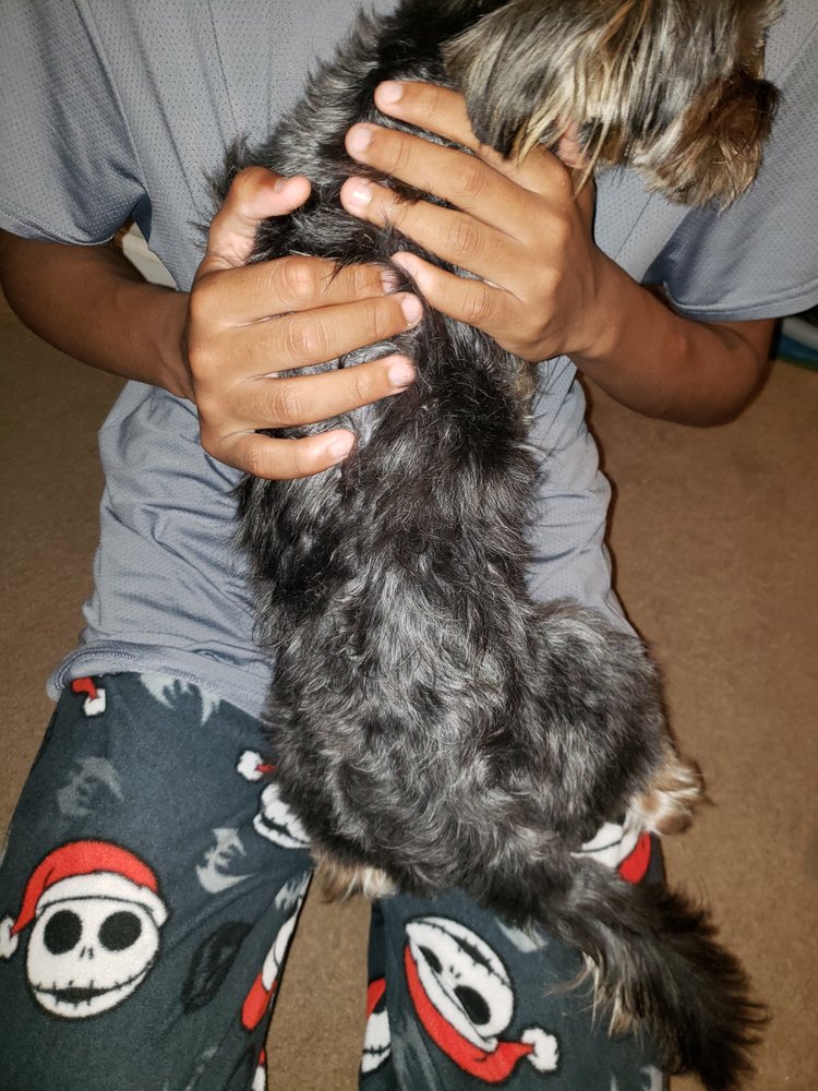 PAWLLYWOOD Updated August 2024 36 Photos & 32 Reviews 516