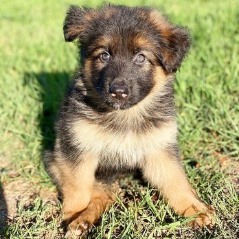 Bobs Dogs - Pet Training Near Me - Torrance, California Bobs Dogs - Pet Training Near Me - Torrance, California