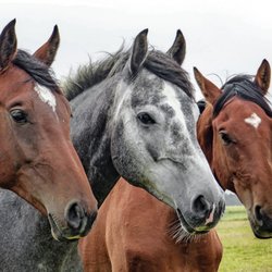Illinois Equine Field Service