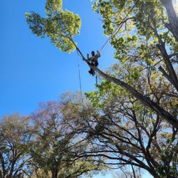 Murphy's Tree Service