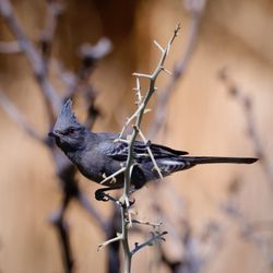 Joshua Tree National Park - A Phainopepla in Cottonwood Springs! (October 2024)