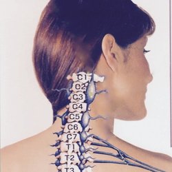 Long Acupuncture and Chiropractic - Dr. Long heals nerve networks in the neck & shoulder.