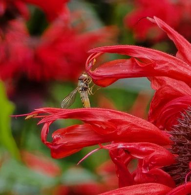Royal Botanic Garden Edinburgh by null