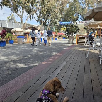 Moulin - Outside seating, dog friendly area - Cafes Near Me - Laguna Beach, California Moulin - Outside seating, dog friendly area - Cafes Near Me - Laguna Beach, California