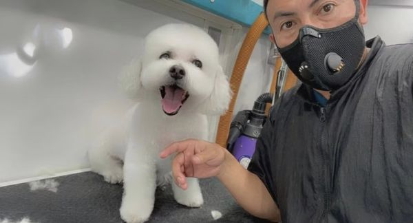 Full-Service Grooming Package (For Dogs & Cats) - Our most popular service, the Full-Service Grooming Package, is the ultimate spa day for your pet! Perfect for dogs and cats of any breed, this package covers all the essentials (and more) for a clean, healthy, and happy companion. We bring the salon-quality experience straight to your door so your pet gets personalized care in a comfortable, cage-free environment.

Services Included:
🐶🐱 Hydro bath with premium, pet-safe shampoos & conditioners
🐶🐱 Blow dry & gentle detangling brush-out
🐶🐱 Full-body haircut/clipping
🐶🐱 Sanitary clip for hygiene
🐶🐱 Nose trim for a neat face
🐶🐱 Ear cleaning
🐶🐱 Anal gland expression
🐶🐱 Nail trim & file
🐶🐱 Medicated flea bath (optional on request)

✨ Why Choose Us? With over 15 years of experience, we care for each pet as if they were our own, using patience, skill, and a gentle touch. Your pet receives undivided, one-on-one attention in a temperature-controlled, stress-free setting. We proudly serve you in both English and Spanish, ensuring clear communication and peace of mind for every family. No salon stress, no waiting - just expert, in-home grooming you can trust.

✔️ Ready for a fresh, happy, and pampered pet? Book your Full-Service Grooming Package today, call or text us today! (Se habla español.)