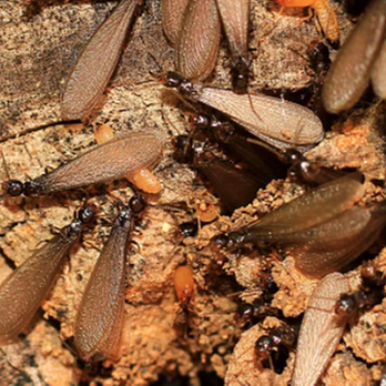 Action Pest Control - untitled - Pest Control Near Me - Billings, Montana Action Pest Control - untitled - Pest Control Near Me - Billings, Montana