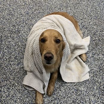 Clean Paws Grooming - All clean! - Pet Groomers Near Me - West Lebanon, New Hampshire