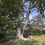 Photo of J. Witkowsky & Sons Tree Service
