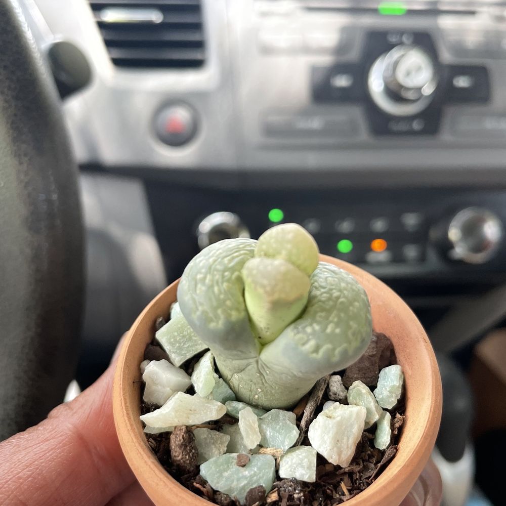 Cactus Moon - Exotic and rare plants available! - Florists Near Me - Tampa, Florida Cactus Moon - Exotic and rare plants available! - Florists Near Me - Tampa, Florida