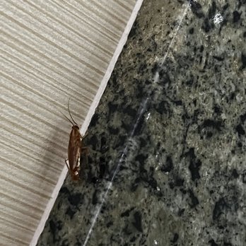 Quechan Casino Resort - Cockroach in our room. - Casinos Near Me - Winterhaven, California
