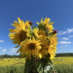 Topaz Farm - 10 for $5!