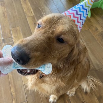 EarthWise Pet Katy - Hat provided by Earthwise! Birthday treats at the front desk for purchase! - Pet Groomers Near Me - Katy, Texas EarthWise Pet Katy - Hat provided by Earthwise! Birthday treats at the front desk for purchase! - Pet Groomers Near Me - Katy, Texas