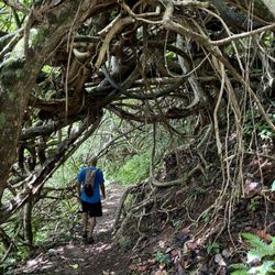 Makiki-Manoa Cliffs Hike