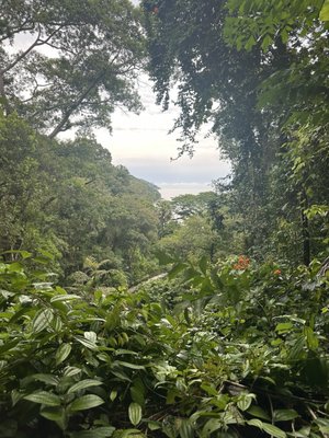 Tropical Spice Garden by null