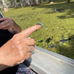 Champagne's Cajun Swamp Tours