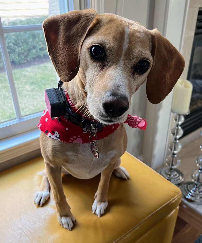 ZEN DOG GROOMING Updated September 2024 21 Photos 217 W Broad St