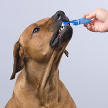 Downsview Veterinary Hospital - Veterinarians Near Me - Toronto, Ontario Downsview Veterinary Hospital - Veterinarians Near Me - Toronto, Ontario