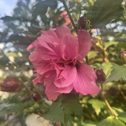 Barrel Head - Flowers behind the patio