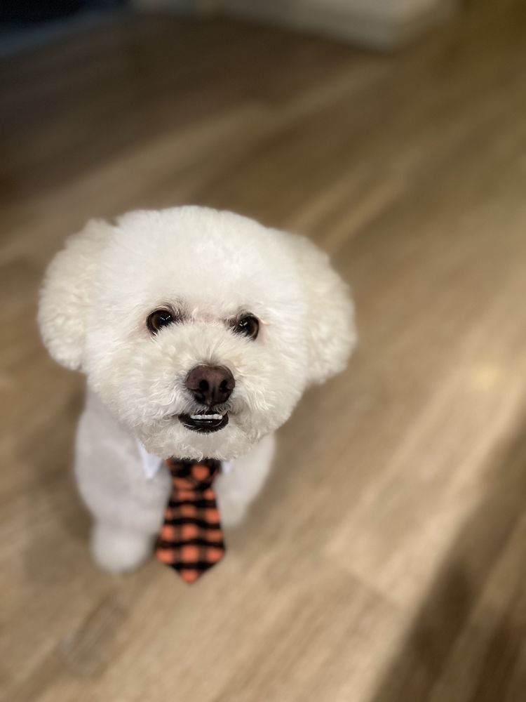 DOGGIE RIGHT DOG SPA Updated September 2024 38 Photos & 105 Reviews